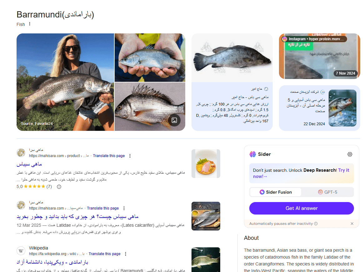 رنک بالای ماهی سیباس در ماهی سرا